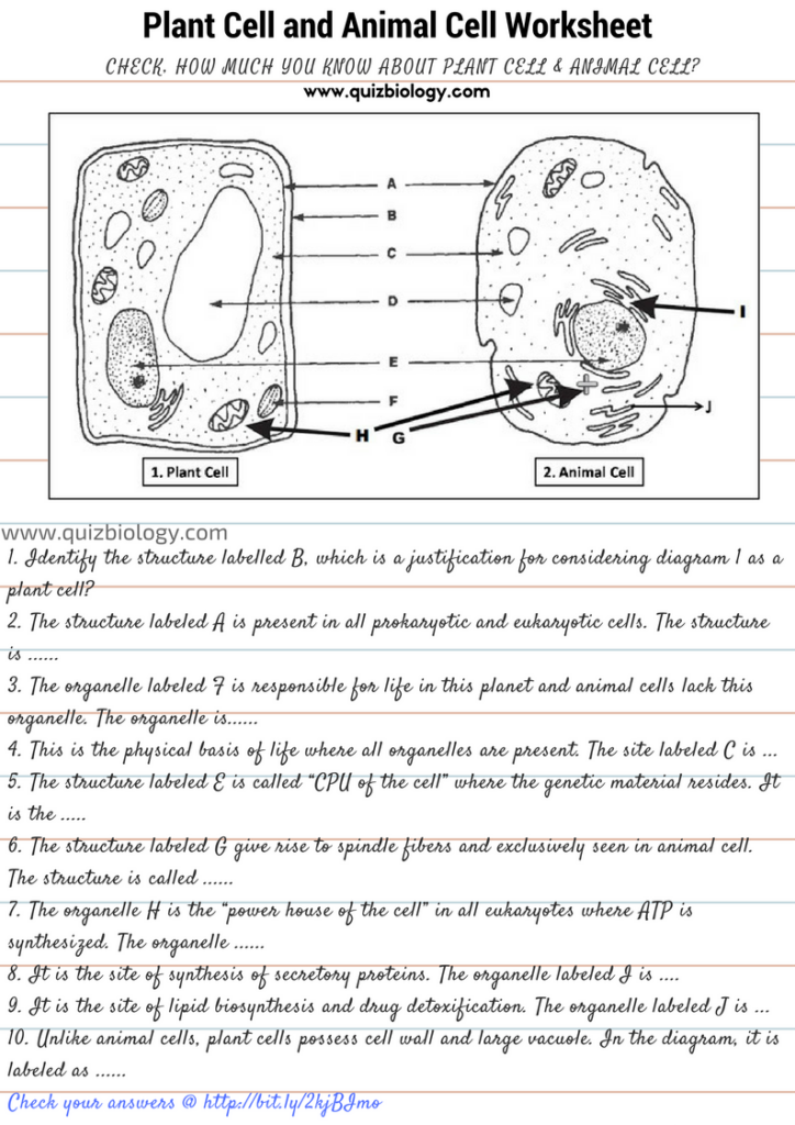 Plant and animal cell worksheet with labeled diagrams