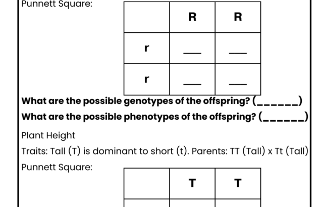 Punnett squares practice worksheet with two genetics problems and grids