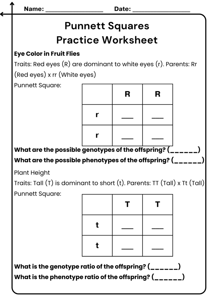 Punnett squares practice worksheet with two genetics problems and grids