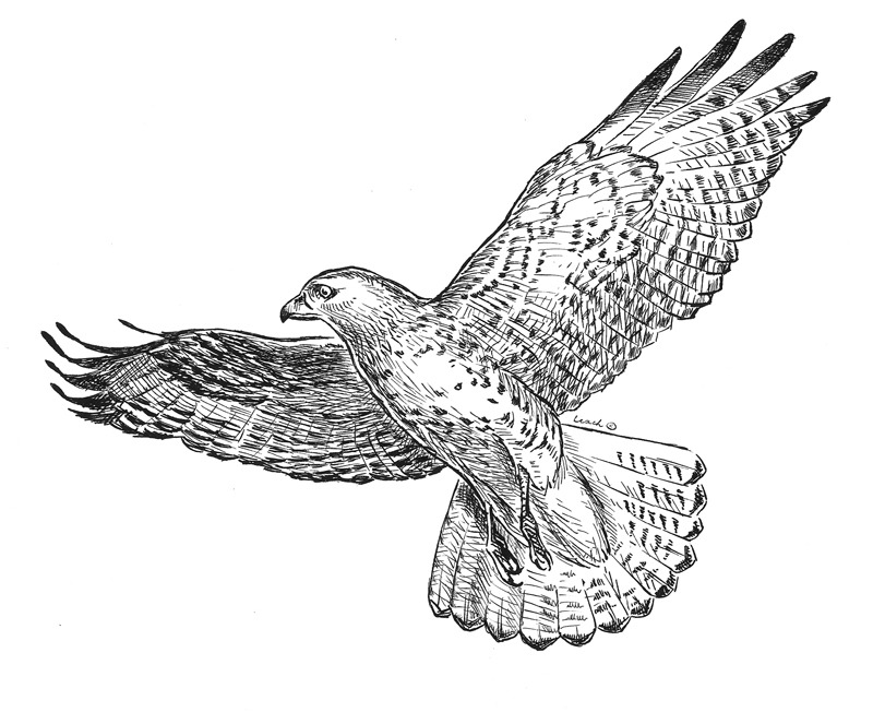 Black-and-white drawing of a flying hawk