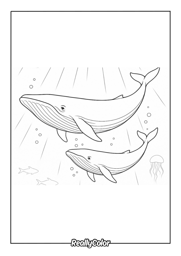 Two whales swimming underwater with bubbles and fish