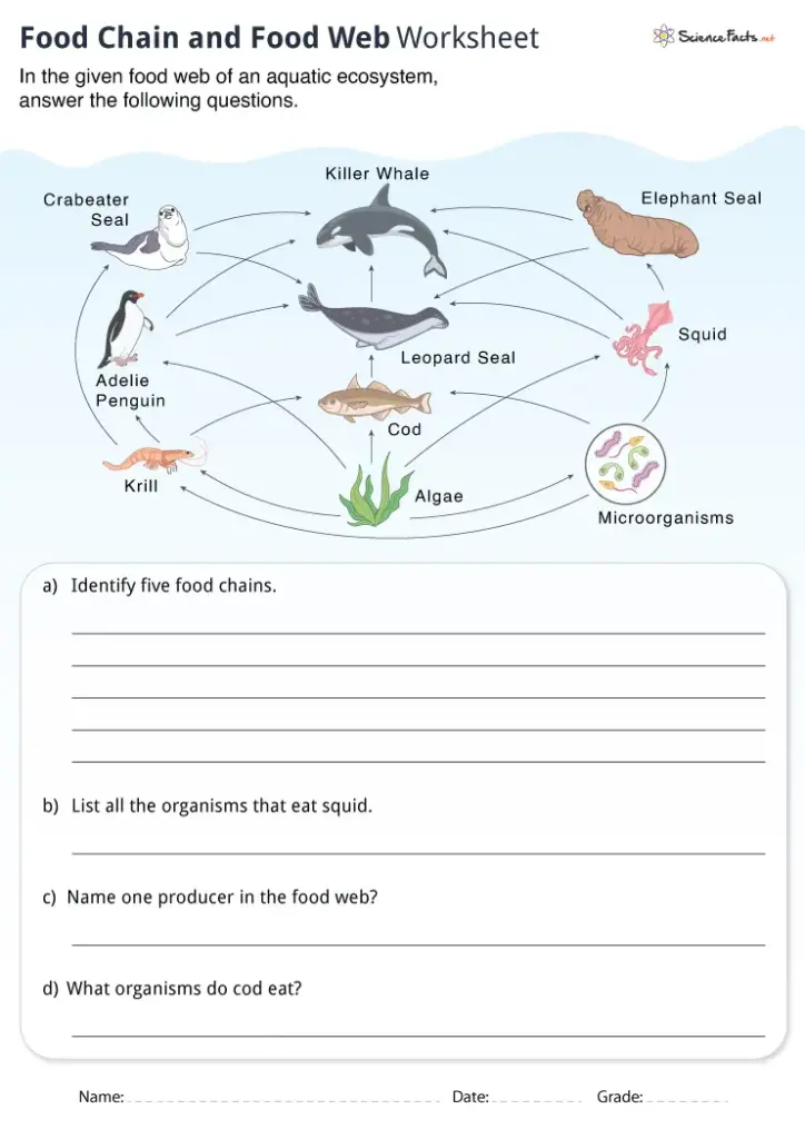 Aquatic food web worksheet with animal diagram and questions