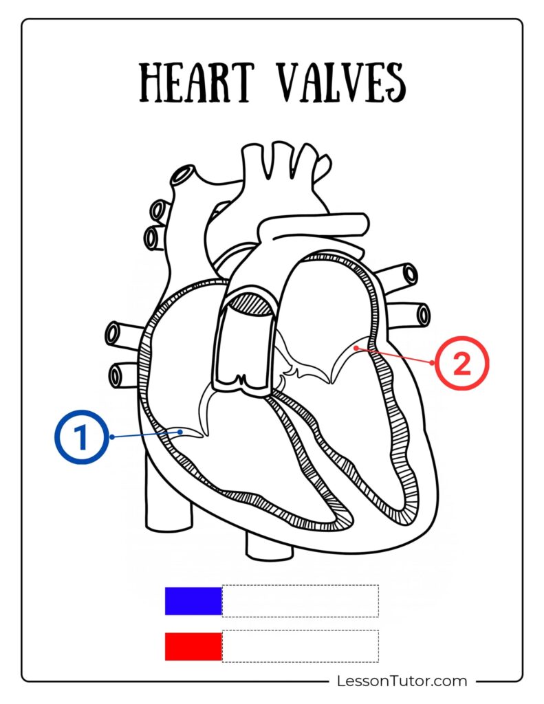 Annotated heart valves diagram with numbered callouts