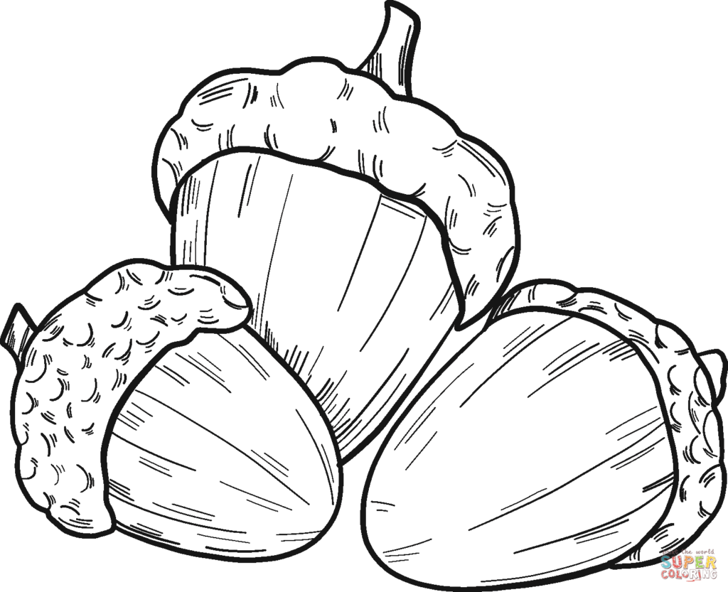 Black-and-white acorn coloring page with three acorns
