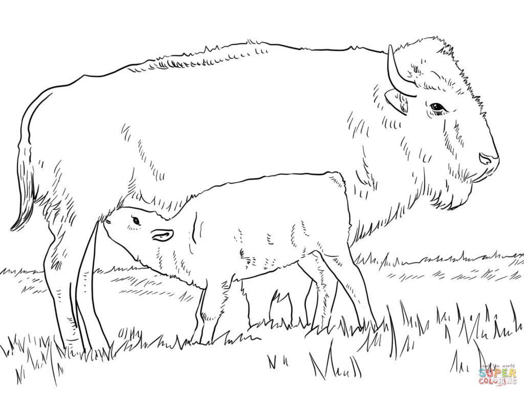 Line drawing of bison mother and calf in grass
