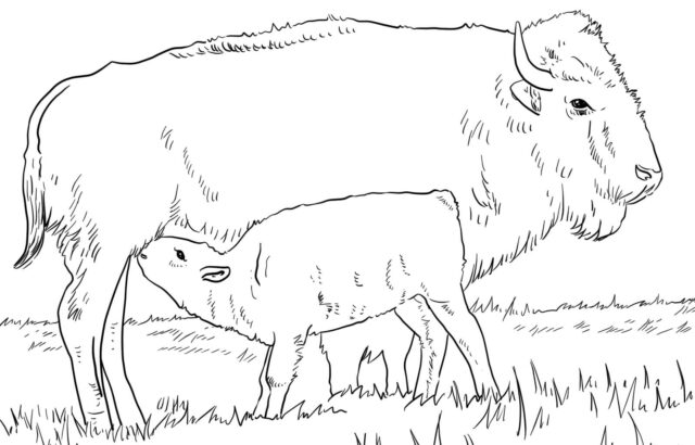Line drawing of bison mother and calf in grass