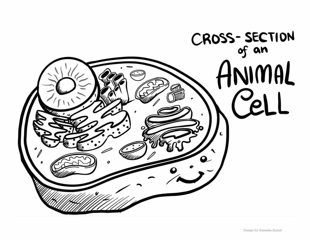 Illustrated cross-section of an animal cell