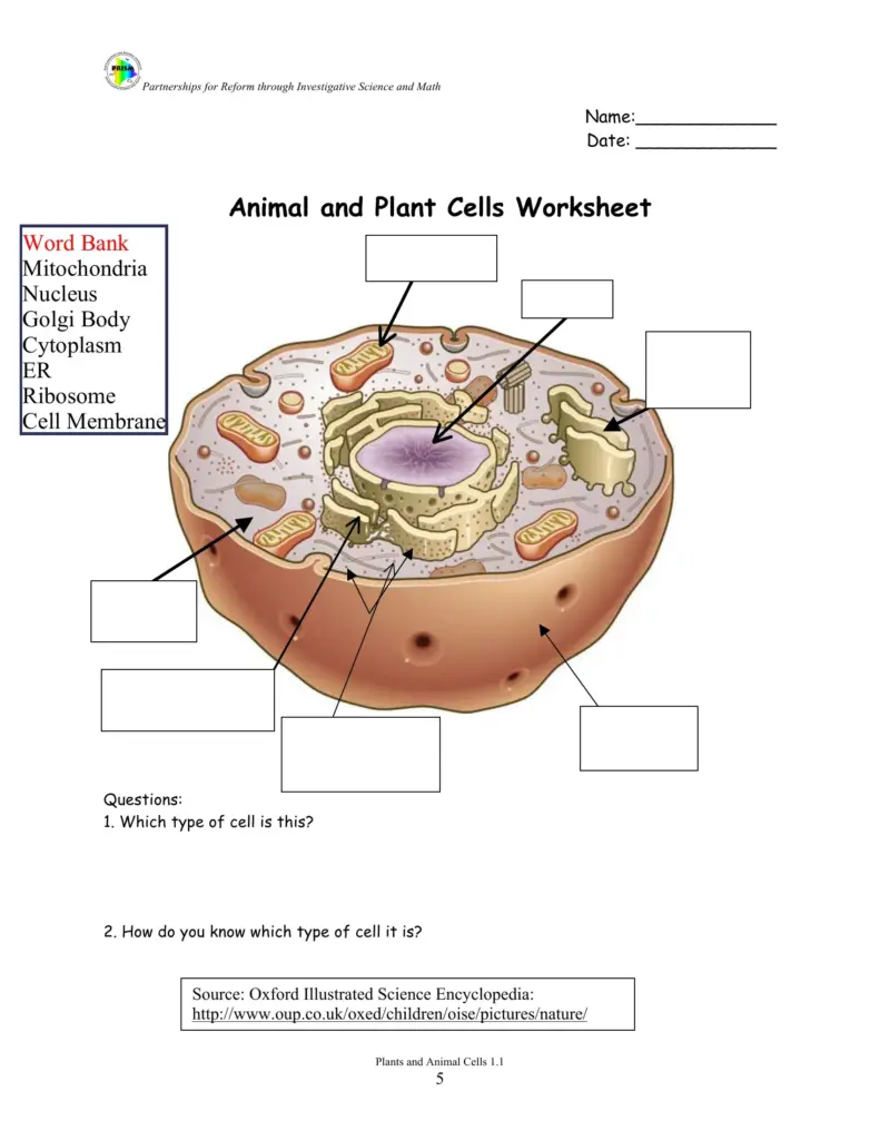 Animal and plant cells worksheet with labeled cell diagram
