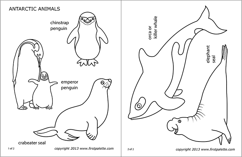 Black-and-white worksheet of Antarctic animal line drawings and labels