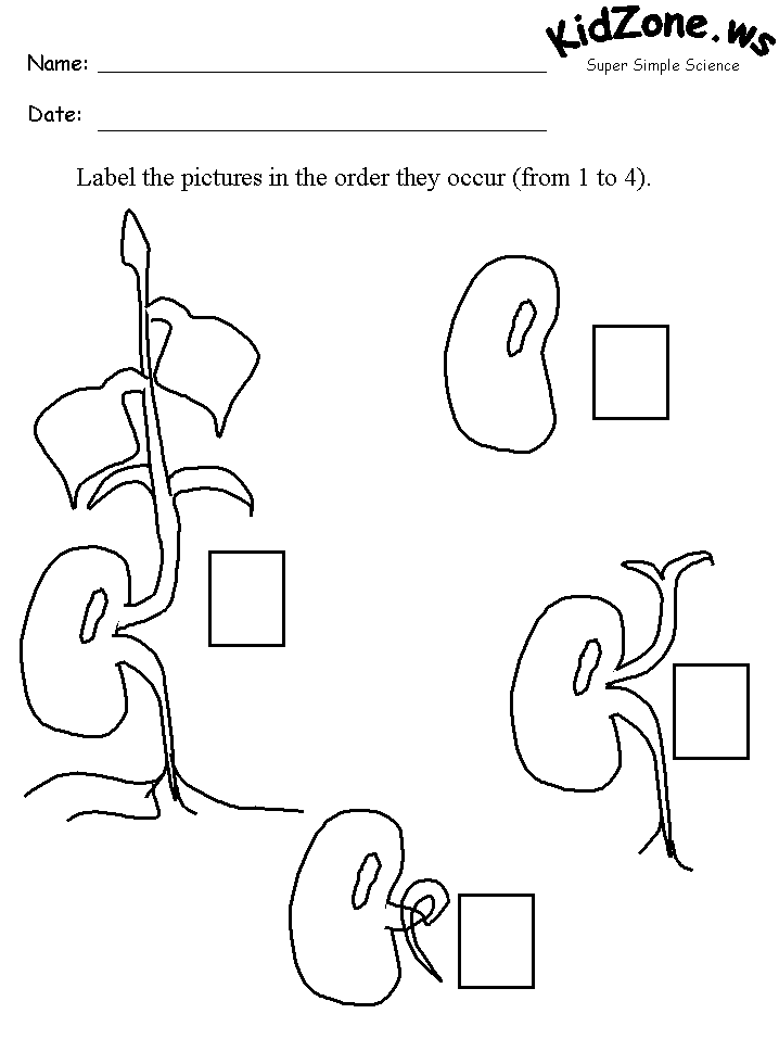 Seed growth worksheet with four plant stages and boxes