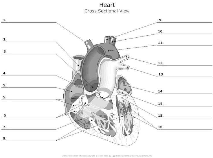 Labeled cross-sectional heart diagram with numbered callouts
