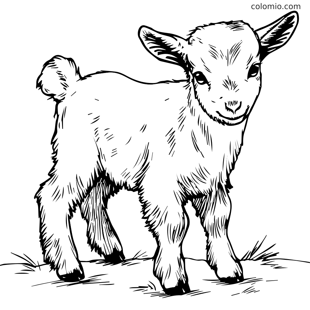 Black-and-white drawing of a baby goat standing on grass