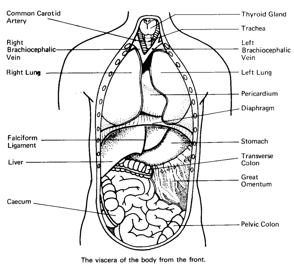 Front-view anatomical diagram of labeled internal organs and vessels