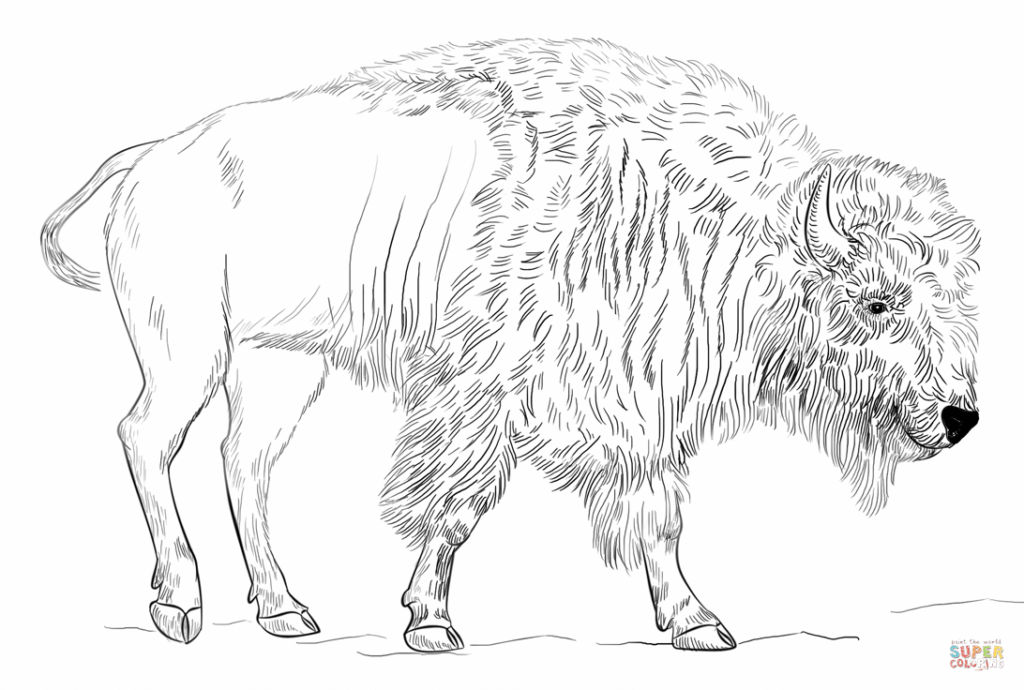 Black-and-white line drawing of a bison side view