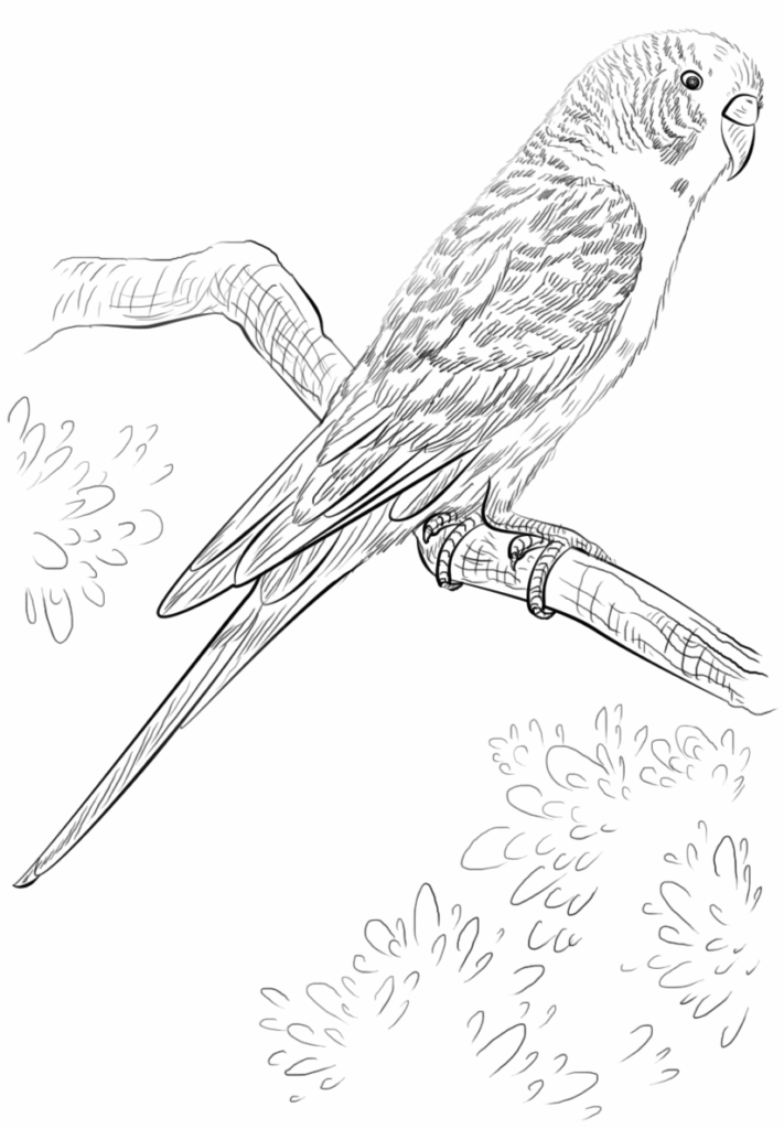 Line drawing of a parrot perched on a branch