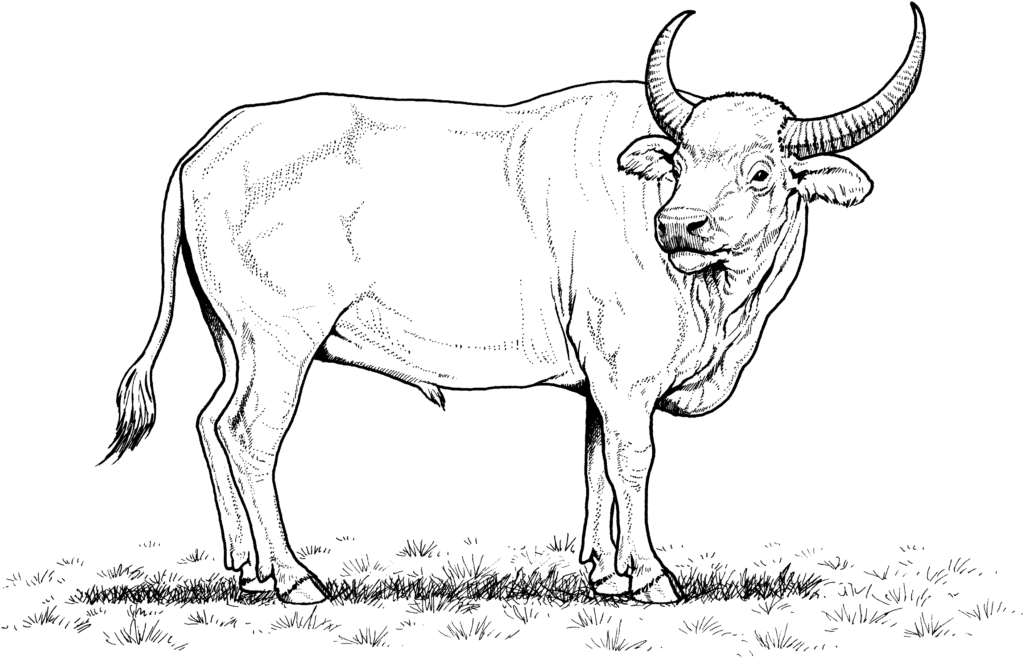 Black-and-white drawing of a horned cow standing on grass