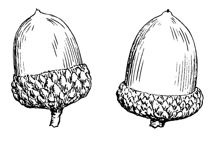 Two acorns drawn in black and white