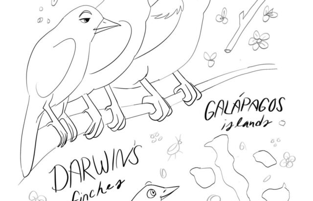 Line drawing of Darwin’s finches with Galapagos islands text