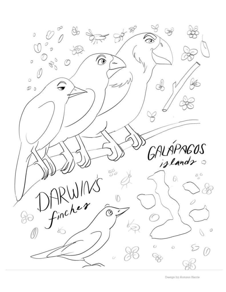 Line drawing of Darwin’s finches with Galapagos islands text