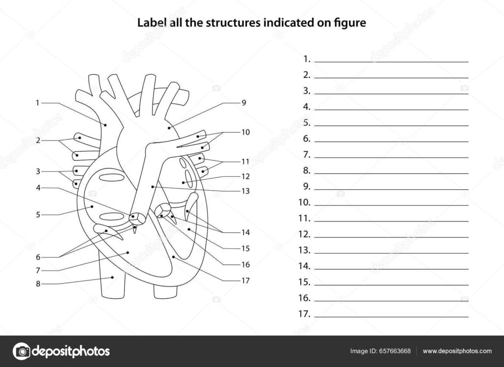 Blank labeled heart diagram with numbered pointers and answer lines