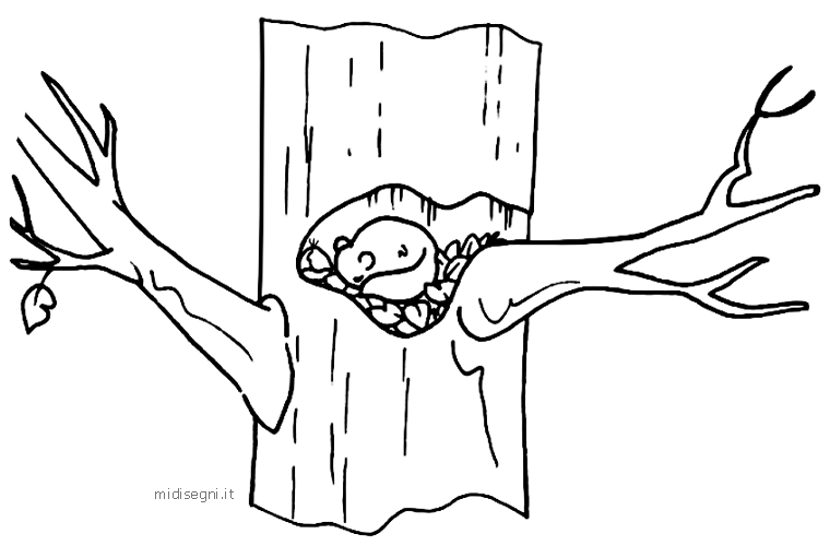 Sleeping squirrel in tree hole, branches extending outward