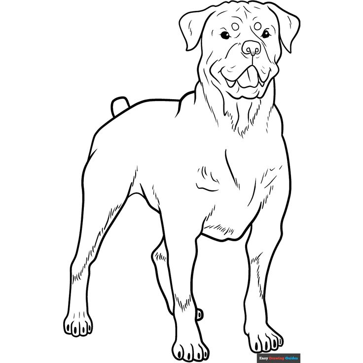 Black-and-white line drawing of a standing dog