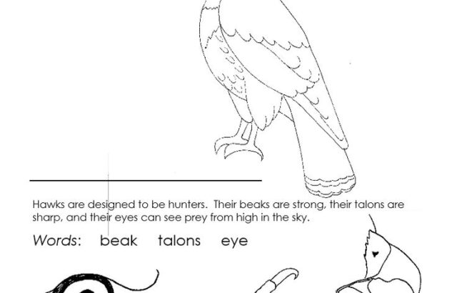 Red-tailed hawk worksheet with bird and labeled parts