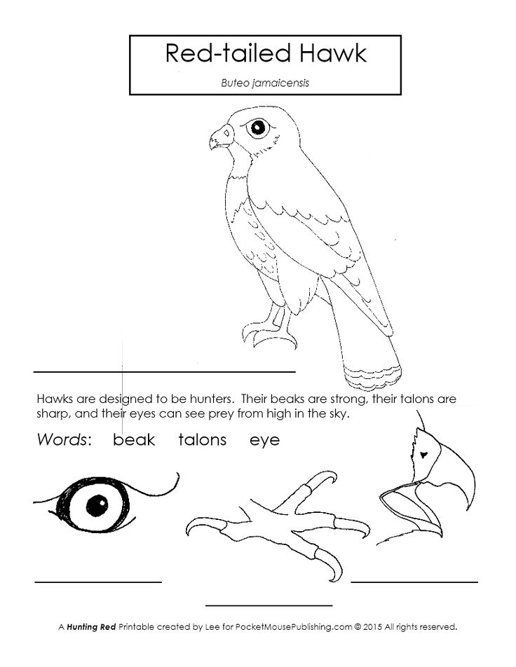 Red-tailed hawk worksheet with bird and labeled parts