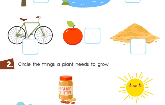 Worksheet with natural resource and plant growth pictures