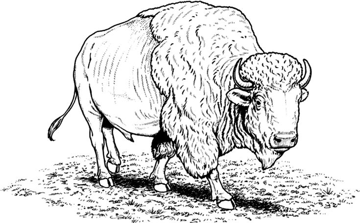 Black-and-white drawing of a standing bison on grass