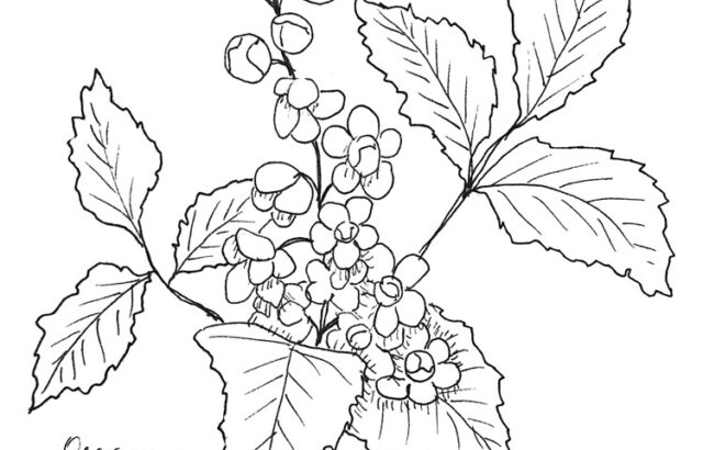Black-and-white drawing of Oregon grape leaves and berries