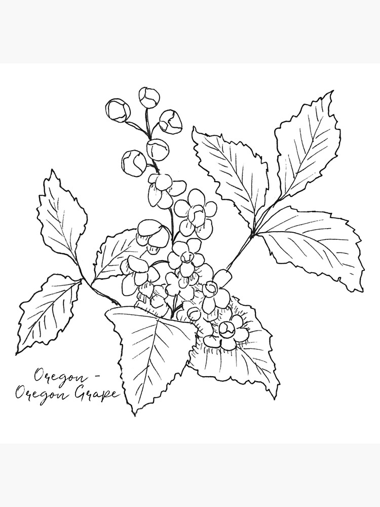 Black-and-white drawing of Oregon grape leaves and berries