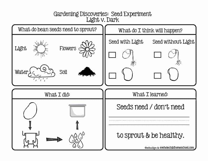 Seed experiment worksheet about light and dark with drawings