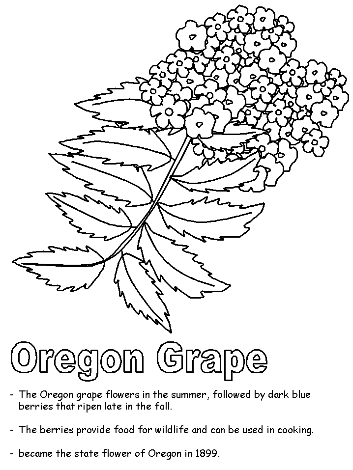 Oregon grape plant drawing with flowers and leaves