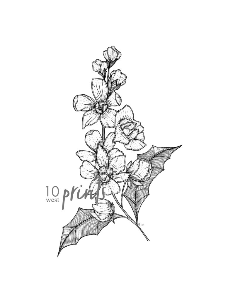 Black-and-white botanical drawing of flowering branch