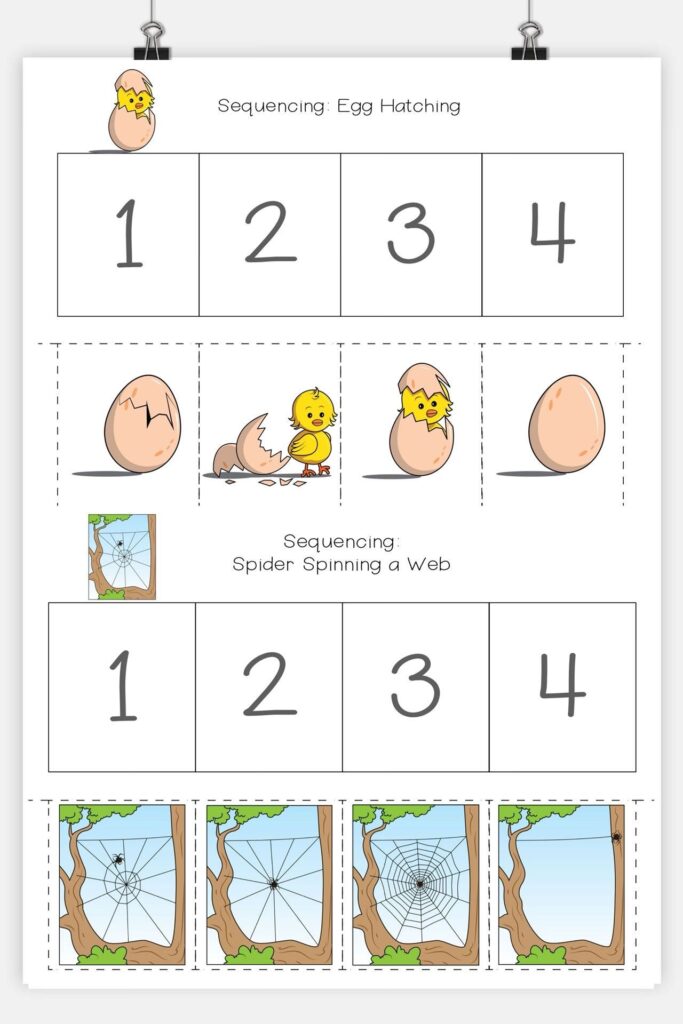 Sequencing worksheet with egg hatching and spider web illustrations
