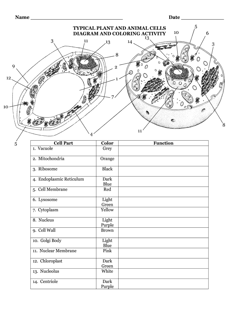 Plant and animal cell diagram worksheet with table