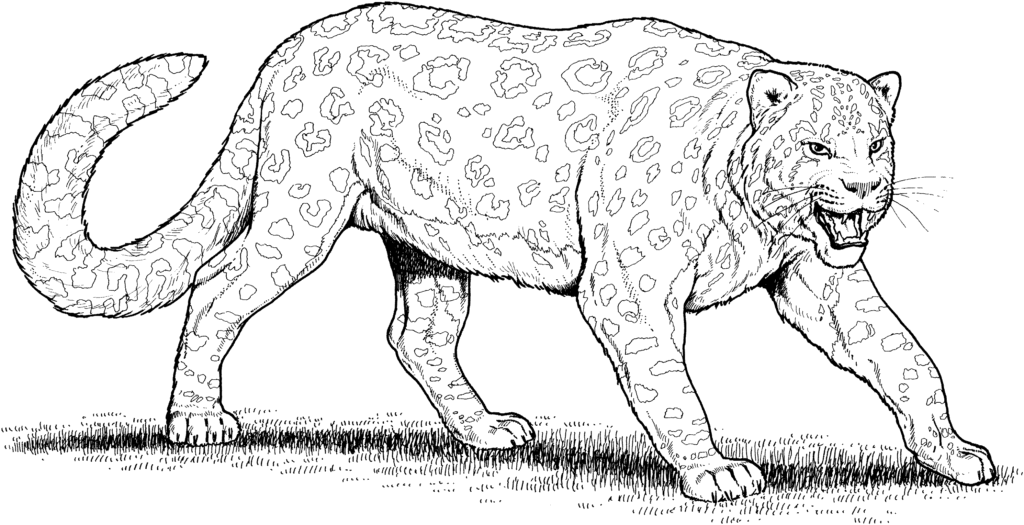Black-and-white drawing of a prowling leopard on grass