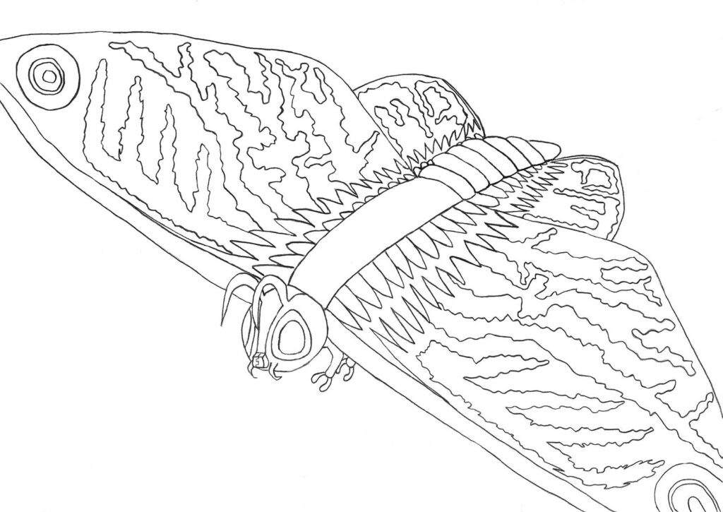 Line drawing of a moth with patterned wings