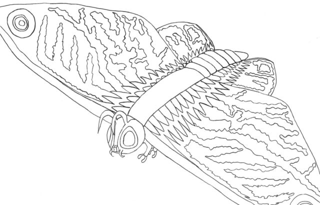 Line drawing of a moth with patterned wings