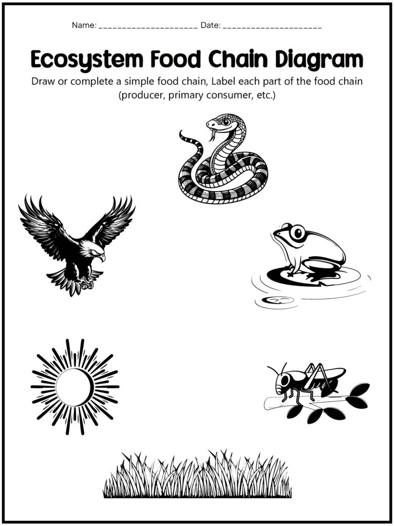 Ecosystem food chain worksheet with animals and sun