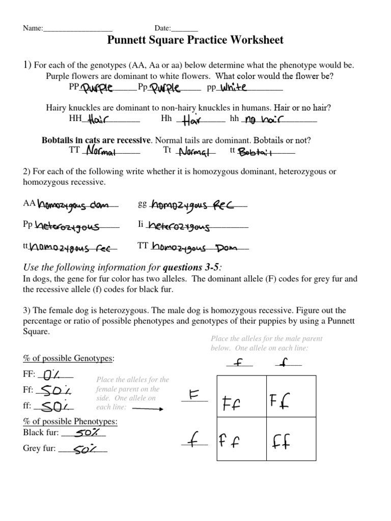 Filled-in Punnett square practice worksheet with handwritten answers