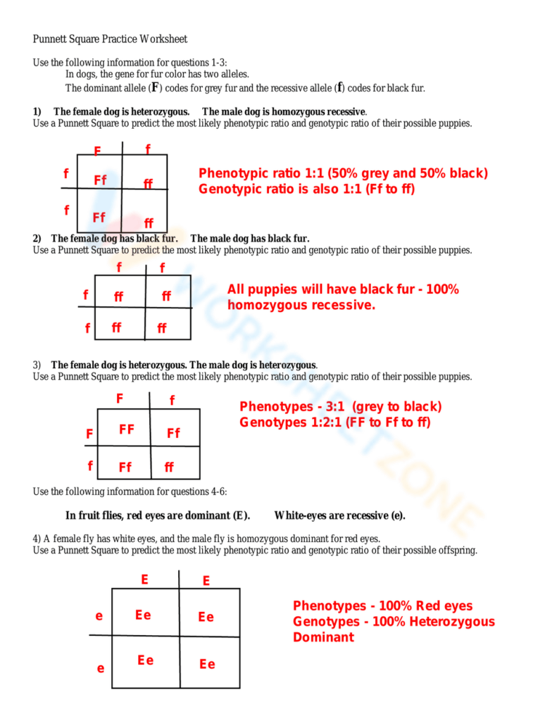Genetics worksheet with Punnett squares and red answers