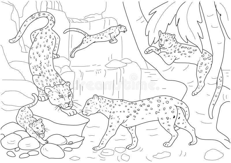 Several leopards climbing and resting among rocks