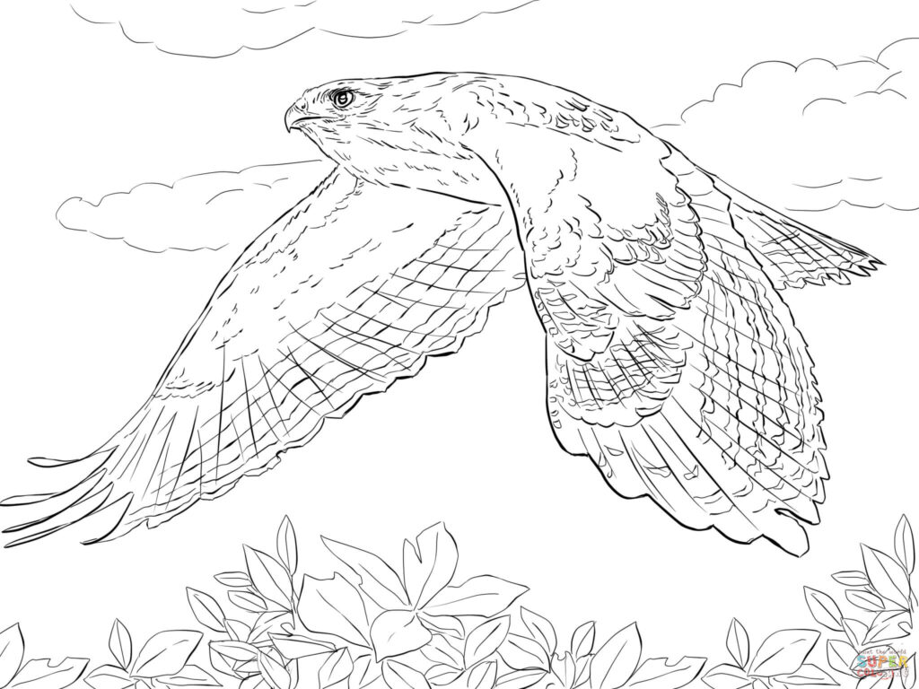 Line drawing of a soaring hawk above leaves and clouds