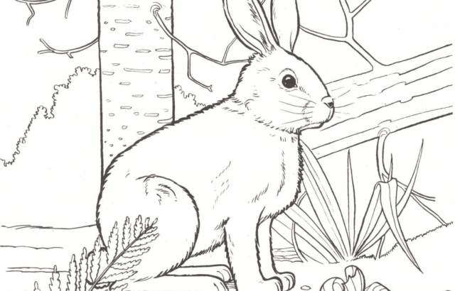 Line drawing of a rabbit beside trees and branches