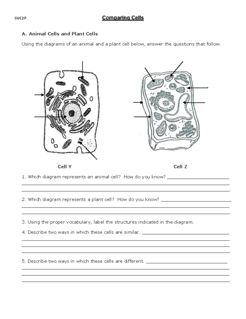Worksheet comparing animal and plant cell diagrams