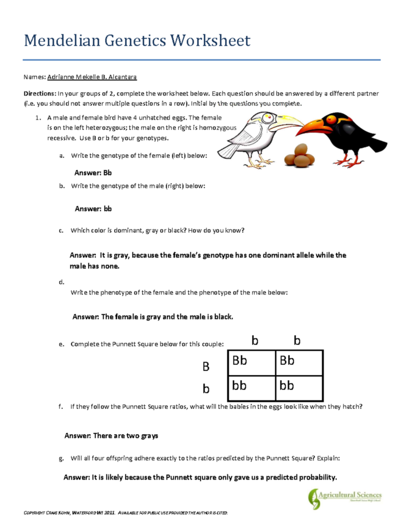 Mendelian genetics worksheet with bird illustrations and Punnett square