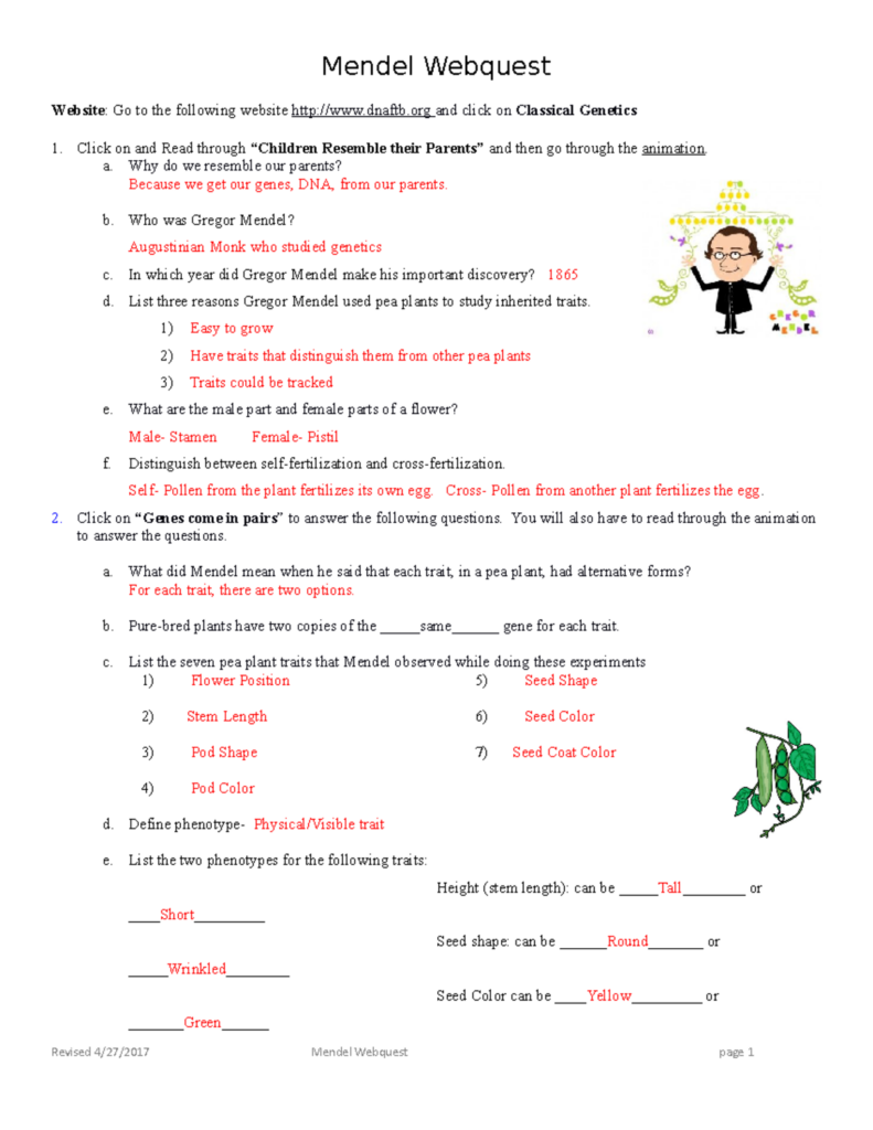 Mendel genetics worksheet page with questions and answers