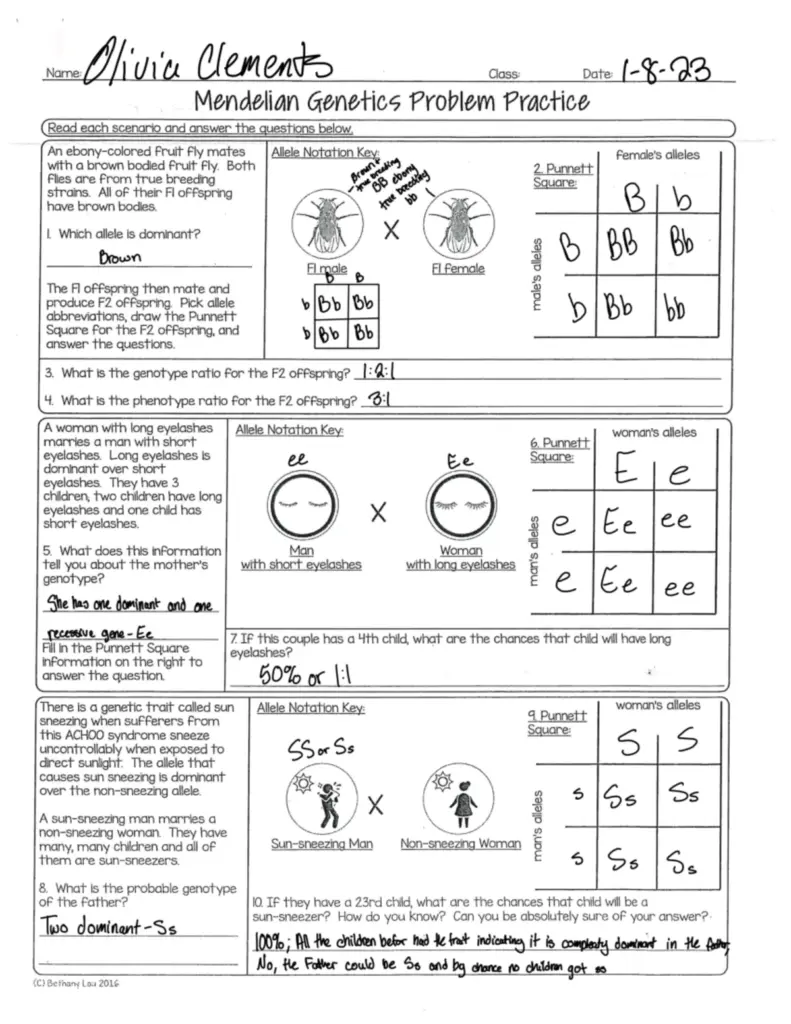 Completed Mendelian genetics worksheet with handwritten answers